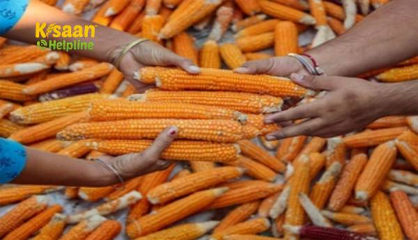 5 राज्यों में मकई किसानों को कृषि हस्तक्षेप से लाभ मिलता है: कोर्टेवा